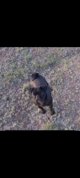 Продам милого мопса