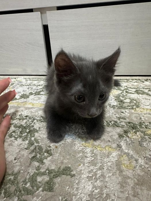 Отдам Котёнка в Добрые руки!!