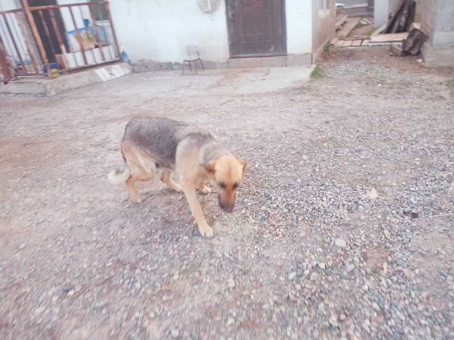 Восточно Европейская овчарка