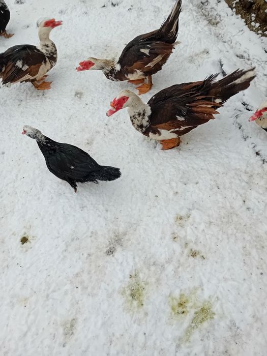 Vand ratoi muti ciocolatii