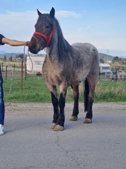 Vand manza de 3 ani învățat