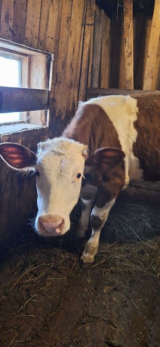 Vând vițică Bălțată Românească, 7 luni