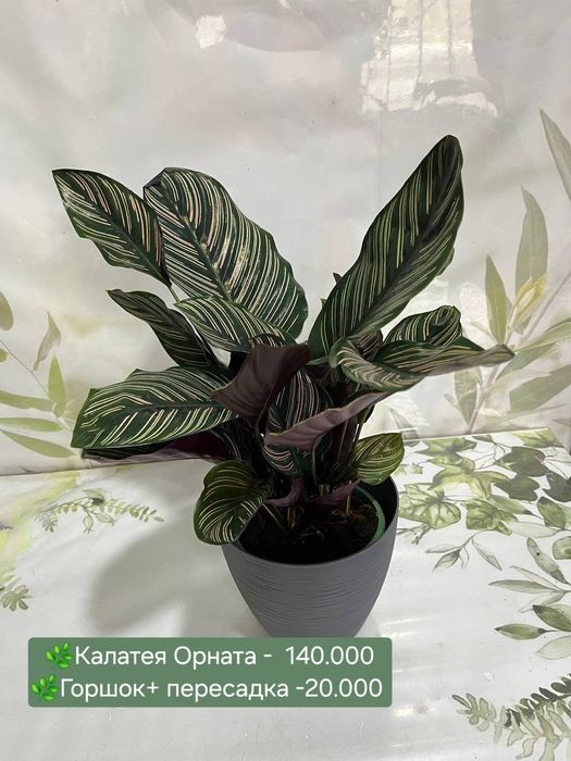 Рускус, Муррайя, Калатея и др