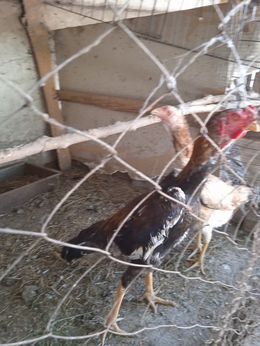 Dakan xo'rozlar, makiyoni, jo'jalari va tuhumlari sotiladi