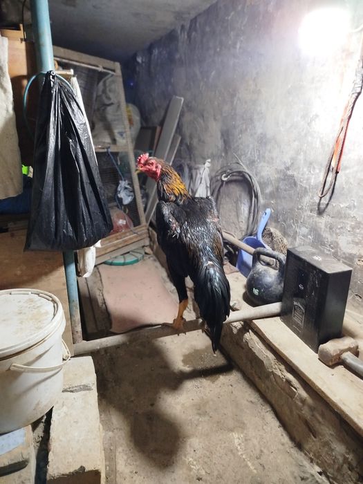 Хуроз тоза карейс зотидан