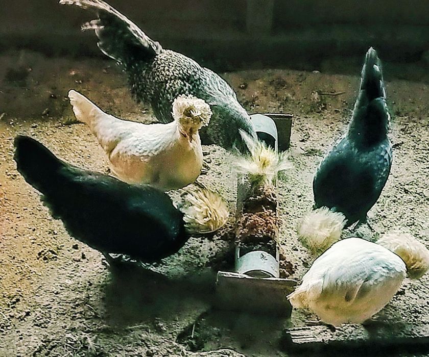 Oua de găini de rasa( sussex,leghorn,italiana galbena,potârnichile,maran ,araucana