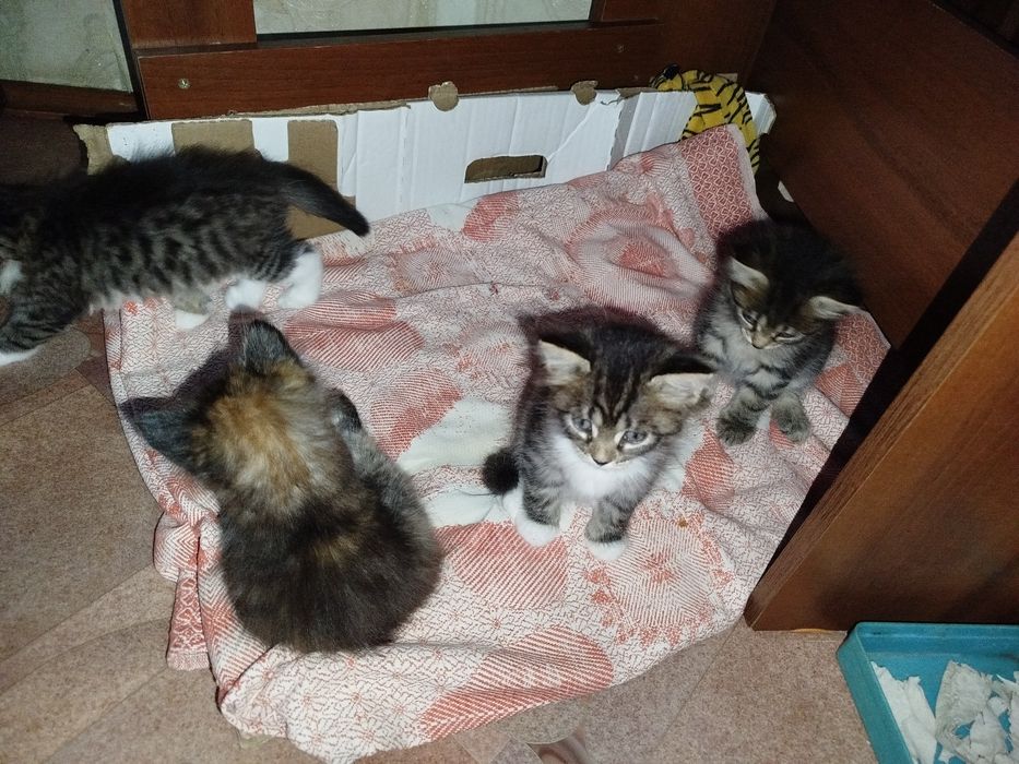 Отдам котяток в добрые руки