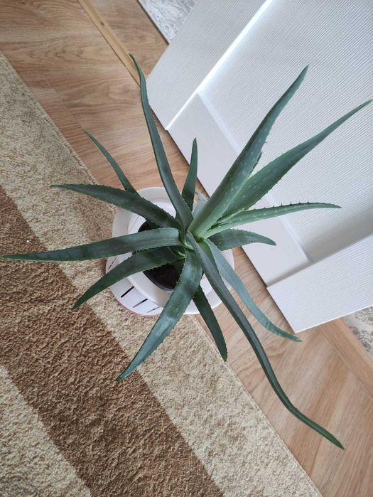 Алоэ крупное по 3000