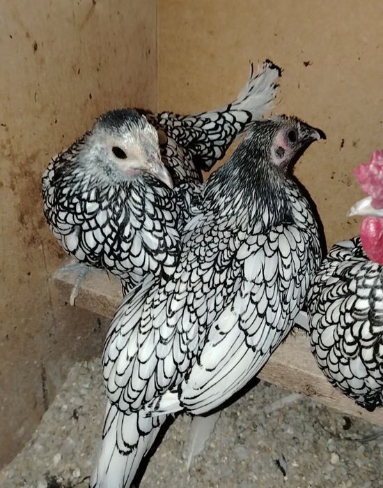 Sibrayt zalatisti sifati bor