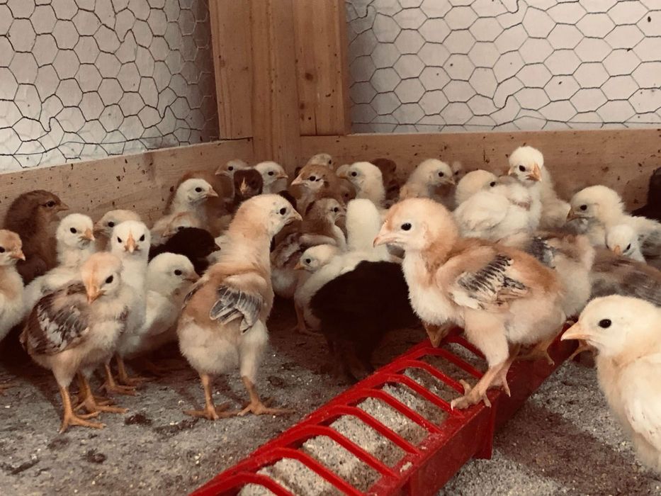 Pui de vanzsre de ls o zi la 21 zile