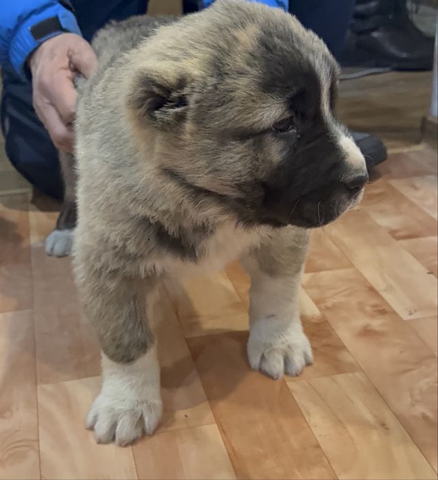 Щенок алабай 2,5 месяца.