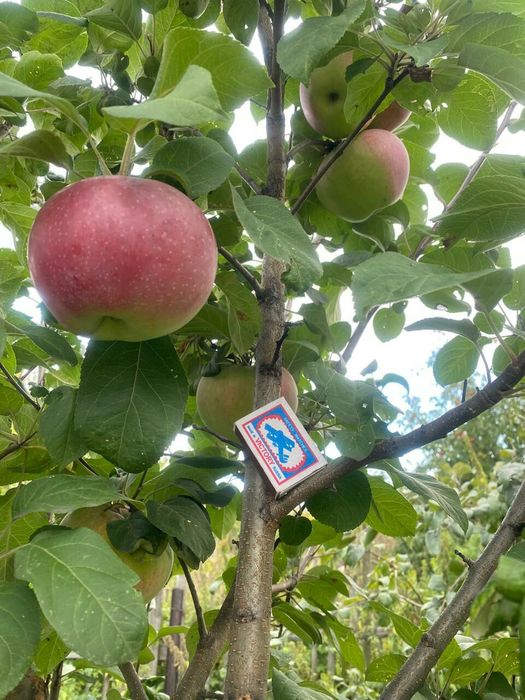 Яблони. Продам яблони.