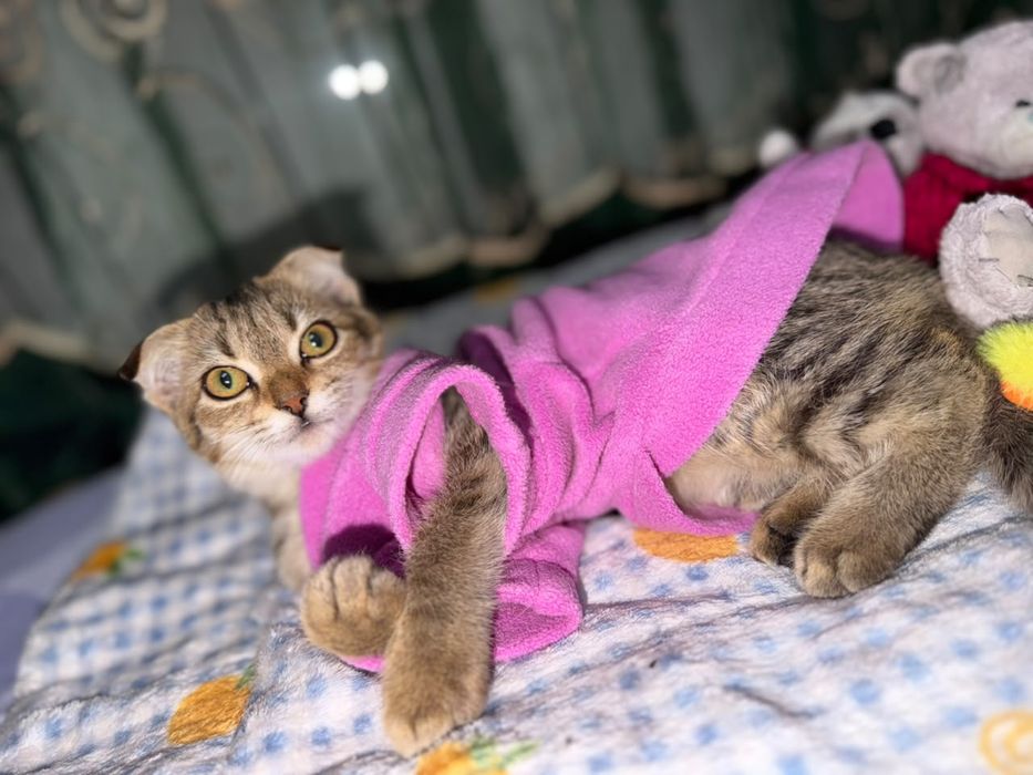 Ласка котёнок в поисках дома