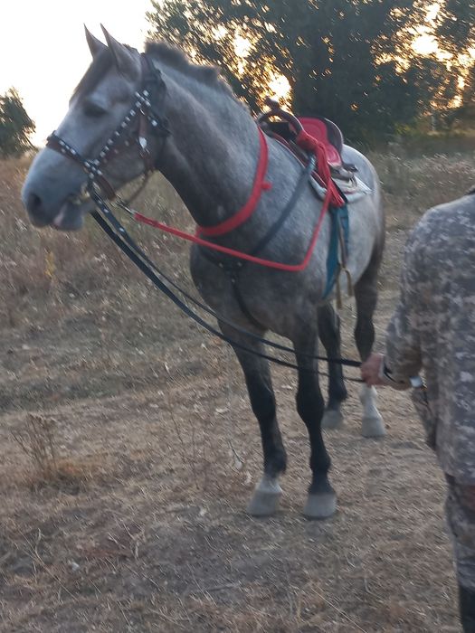 продам жырыбец рысак 4года