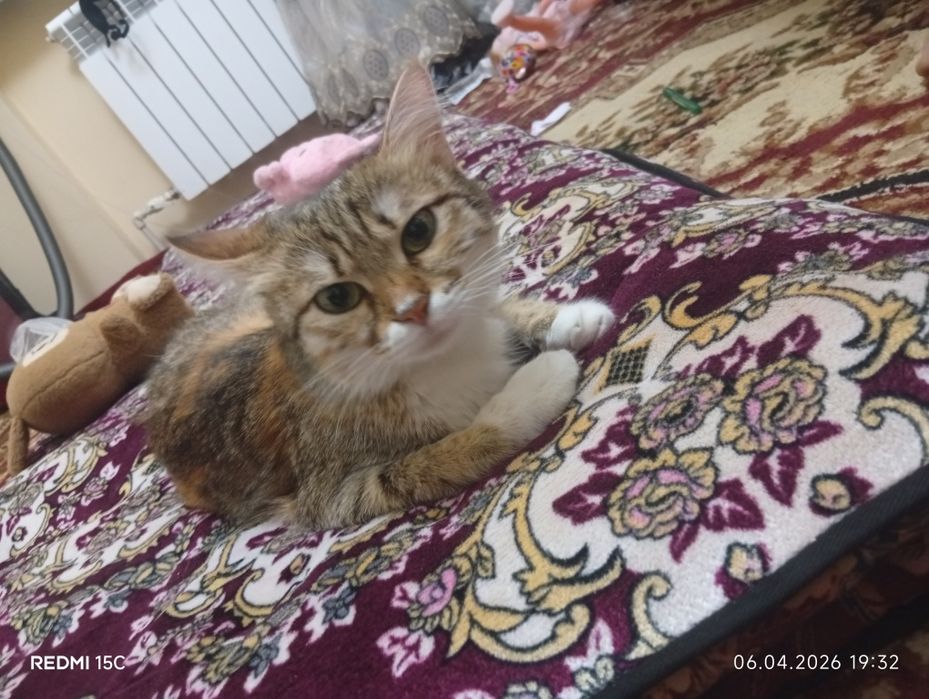 Mushuk beriladi judayam aqlli