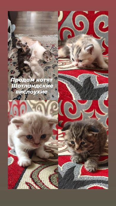Продам котят породистых