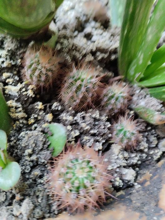 Кактусы . Разных размеров.