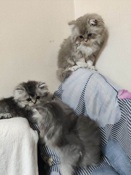 Британский+Шотландский котята (кошка)