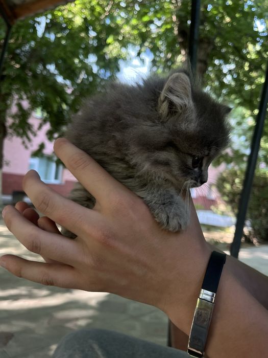 Кошка британская