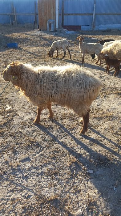 Қошқар сатылады бағасы 110000тг