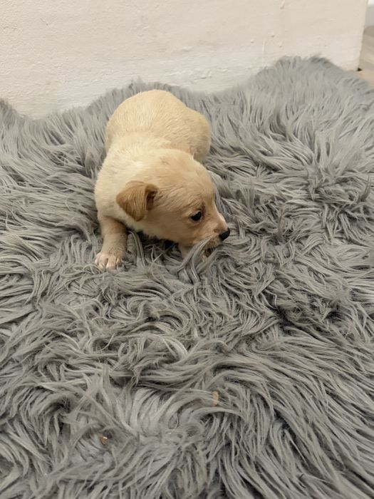 Пинчерчета.