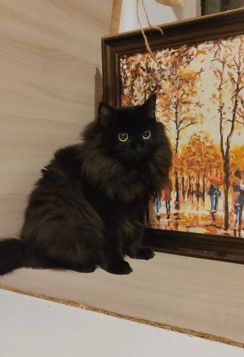 Пушистая красавица ищет дом