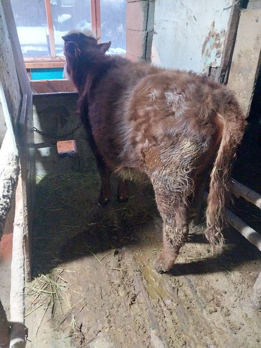 Продам бычка для откорма