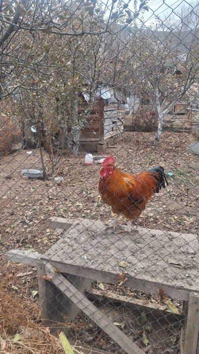 Продам семью кучинских