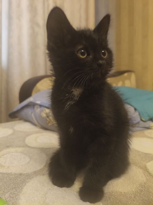 Отдам котенка в добрые руки. Мальчик