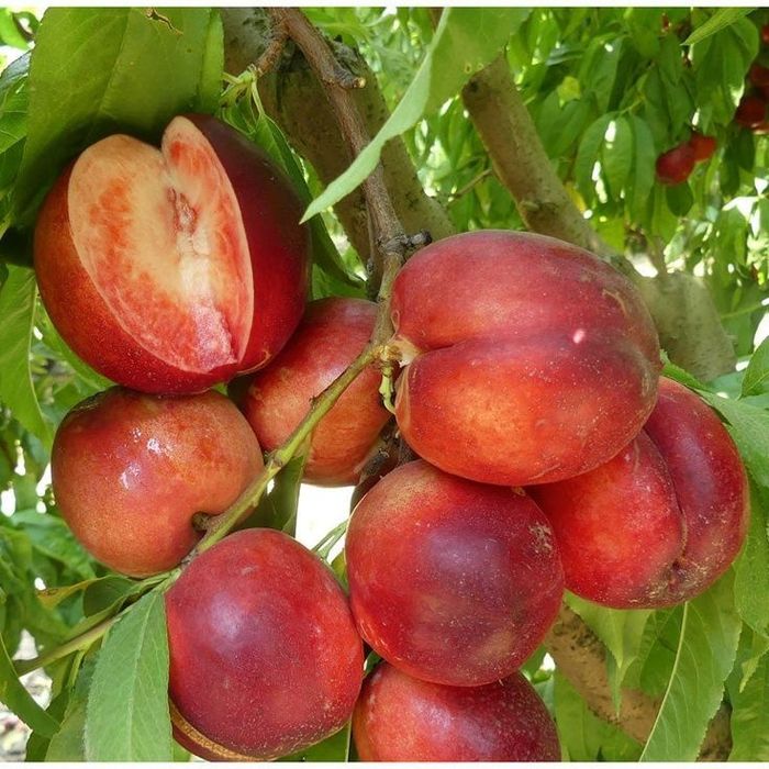 Pomi Fructiferi Columnari  (Nectarin )