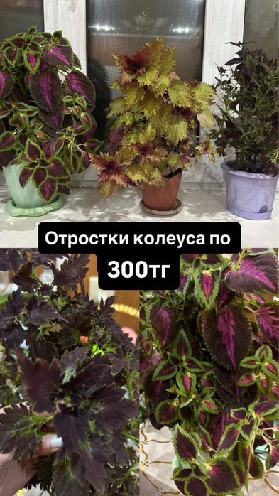 Продам отростки Колеуса