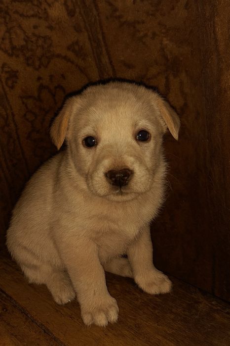 Дарю щенков в хорошие руки