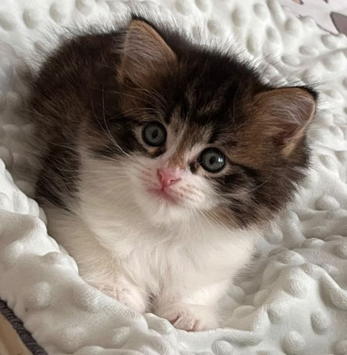 Котята в добрые и ответственные руки