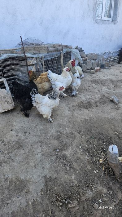 Brama tovuqlarning tuxumlari sotiladi.Narxi 5000 so'm