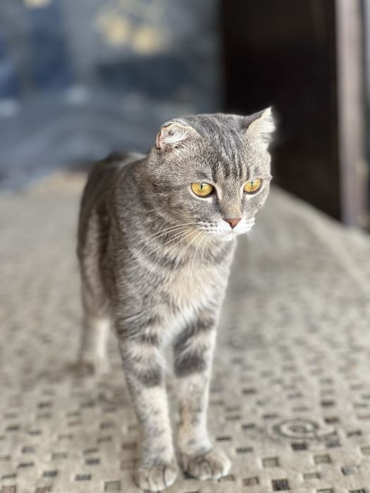 Продается шотландская вислоухая кошка