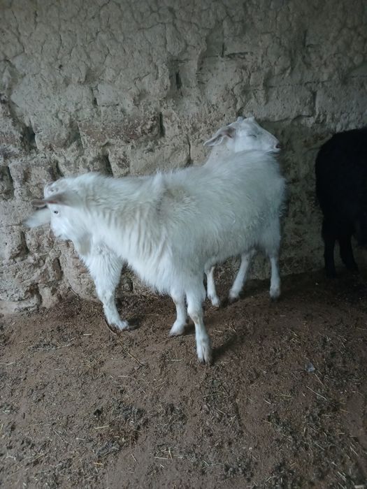 Теке Ешкі сатылады орыс ешкі саудасы бар