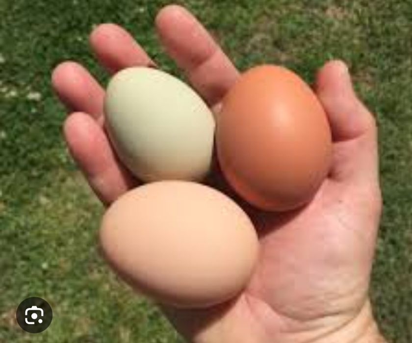 Oua de vanzare pasari crescute la sol