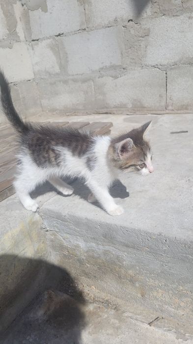 Отдам котят в хорошие руки