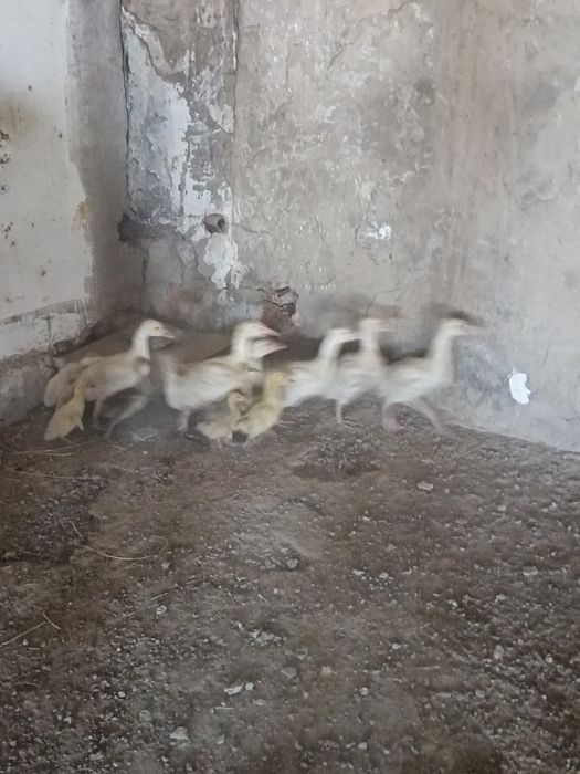Қаз балапандары сатылады
