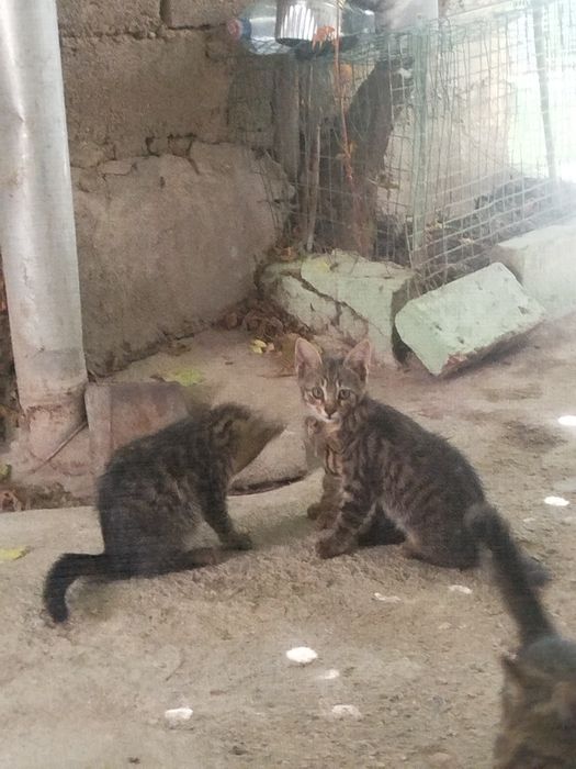 Отдам в добрые руки