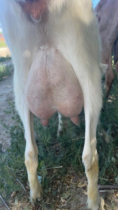 Коза доиная сауын ешкы