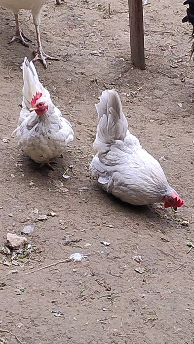 Familie  chaboo albe 4+1