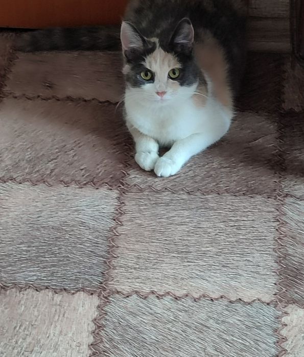 Отдам кошечку 5 месяцев