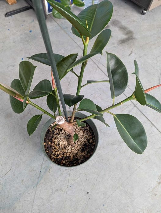 Ficus 2 ani Planta decorativa cu ghiveci