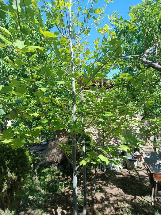 Lola daraxti koʻp yillik oʻsimlik