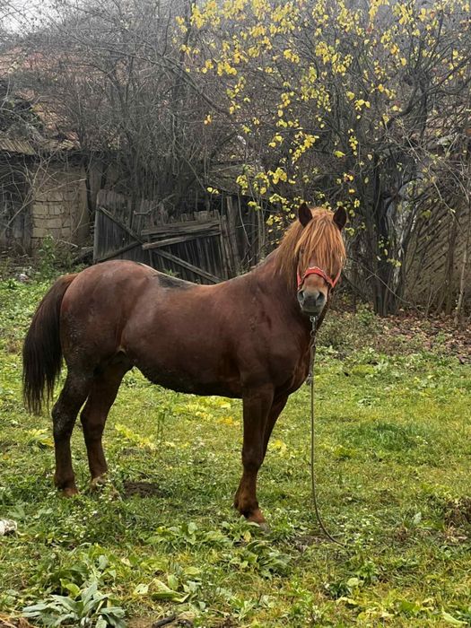 Vand sau schimb cu oi sau capre