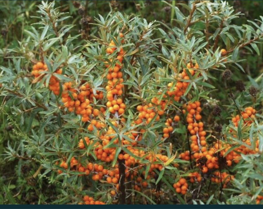 Butasi Catina / Puieti / cu Radacina