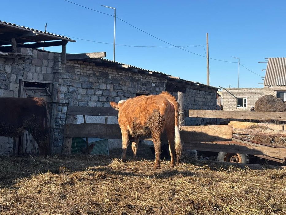 Продам КРС на мясо по