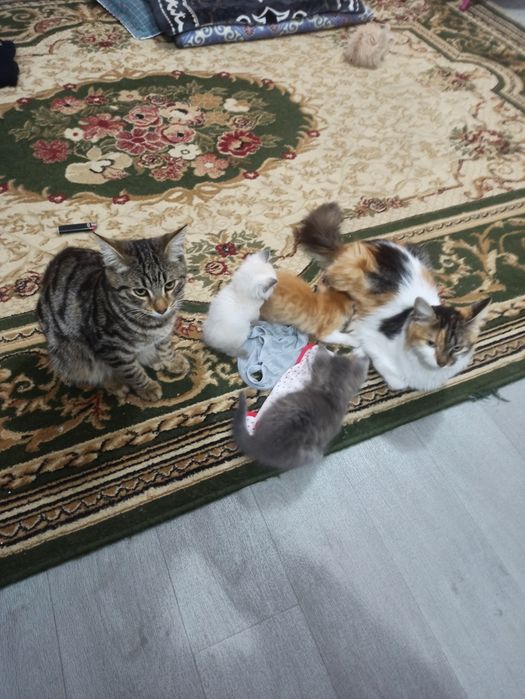 Отдам даром котят с мамой