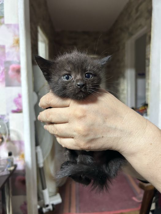Отдам котят в добрые руки